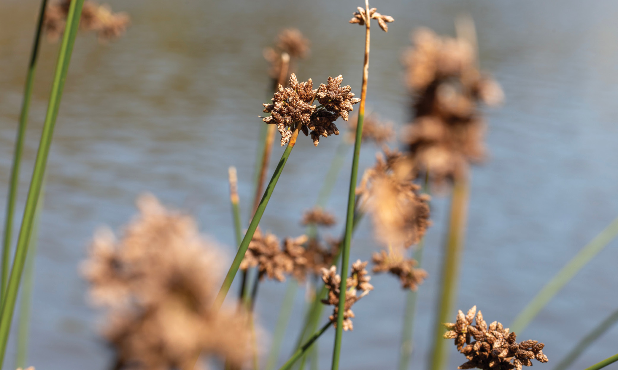 Mine rehabilitation for aquatic ecology is an intensely complicated space